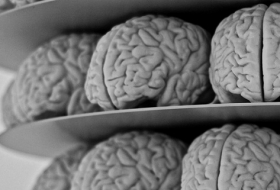 Le cerveau humain a des capacités de stockage dix fois plus importantes qu`on ne pensait
