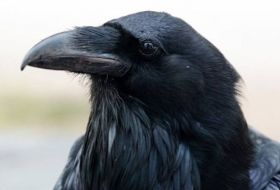 Les corbeaux savent différencier les humains fiables et les tricheurs