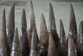 Afrique-du-Sud: arrêté avec 43 kilos de cornes de rhinocéros