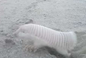 En Argentine, des promeneurs rencontrent une bien étrange créature - VIDEO