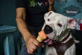 Mexique: des crêmes glacées pour les chiens
