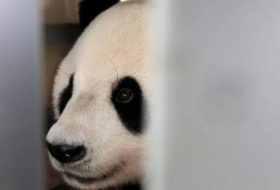 Indonésie: 2 pandas chinois pour les 60 ans de relations