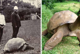 La plus vieille tortue de la Terre est gay