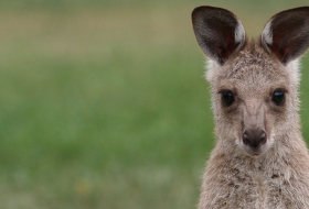 Australie: un kangourou blesse trois personnes