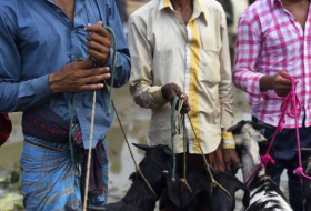 Bangladesh: un journaliste arrêté pour une chèvre morte évoquée sur Facebook