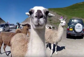 Tour de France: des lamas attendent les cyclistes au Tourmalet