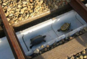 Les cheminots japonais au secours des tortues téméraires