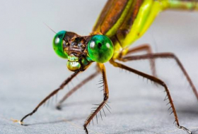 Une libellule vivante transformée en drone télécommandé