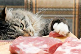 Vous ne devriez pas donner de la viande crue à votre chat