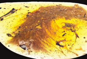 Clin d`oeil à `Jurassic Park`: une queue de dinosaure retrouvée dans de l`ambre