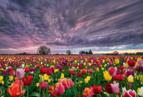 C’est la saison des tulipes aux Pays-Bas