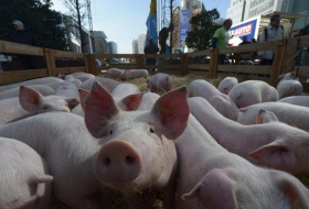 Des scientifiques veulent cultiver des organes humains dans des cochons