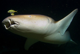 Bonne nouvelle: on sait pourquoi les dents des requins repoussent