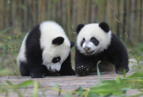 En Chine, la vidéo de bébés pandas maltraités par des soigneurs provoque un énorme scandale
