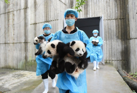 La pouponnière de ces 13 bébés pandas est l`endroit le plus mignon du monde  PHOTOS