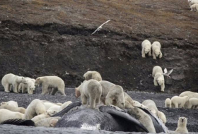 Réchauffement climatique: 200 ours polaires massés sur une île