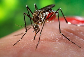 Zika: troisième cas confirmé en Australie