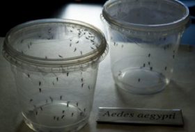 Virus Zika: trois personnes atteintes à New York